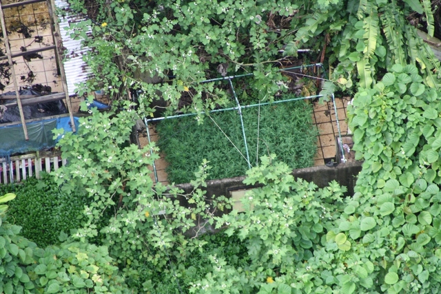 Douze mois de prison pour trafic de paka en provenance de Huahine