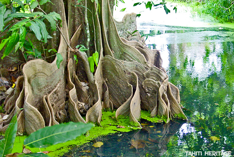 Une balade le nez en l'air