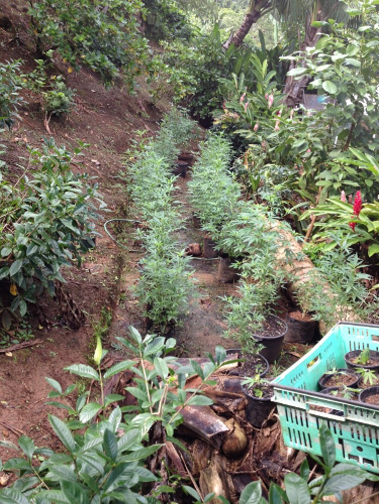 174 pieds de paka saisis par la gendarmerie