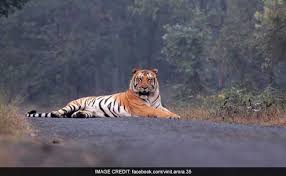 Le mystère de la disparition de Jai, tigre chéri des Indiens