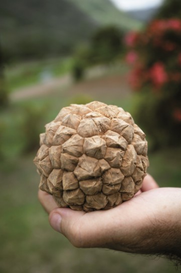 Carnet de voyage : Nuku Hiva : sur la piste des derniers enu de Taipivai
