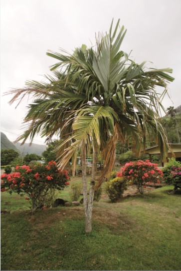Ce enu à double tête est unique ; il se trouve dans un jardin de Taipivai, la vallée des cannibales immortalisée par Melville.