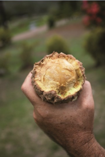 À l’intérieur de la noix du enu, une grosse graine très dure, aux formes irrégulières, de la taille d’une balle de baseball.