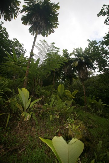 Au pied des derniers enu de Taipivai, quelques noix sont parvenues à germer et de jeunes palmiers sortent de terre. Malheureusement, ces jeunes pousses sont à la merci d’un cheval sauvage errant ou d’un bovin comme il y en a tant aux Marquises.