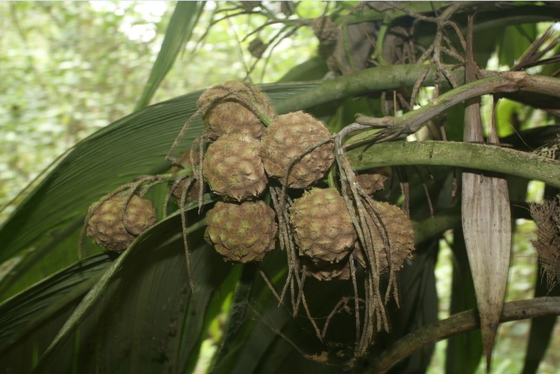 Le enu produit des fruits tout au long de l’année. Les anciens se souviennent qu’en période de disette, ils étaient parfois consommés.