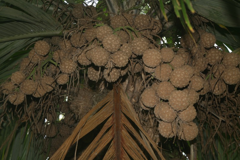 Carnet de voyage : Nuku Hiva : sur la piste des derniers enu de Taipivai