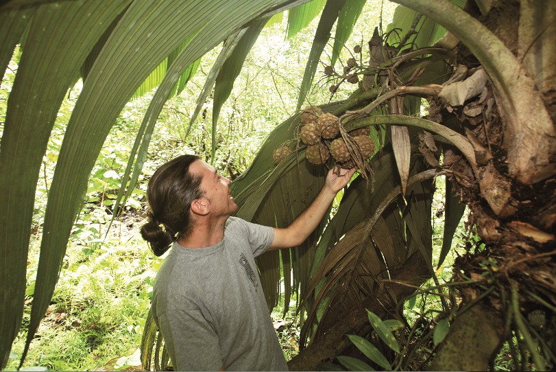 Frédéric Benne, qui nous a guidé sur le chemin des derniers enu, récolte les graines grâce à des paniers fixés sur les stipes ; celles-ci sont ensuite livrées à la plantation du SDR.