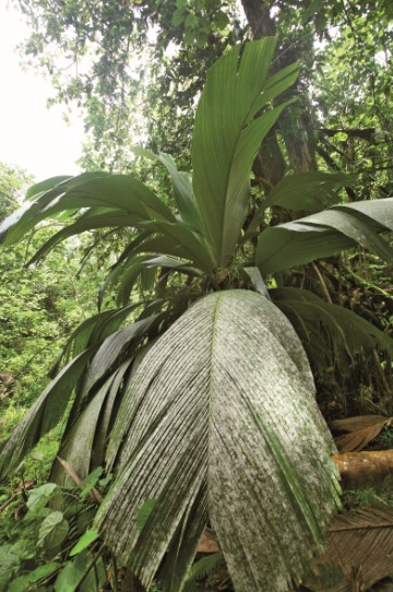 On reconnaît le enu entre tous les autres palmiers, notamment à ses grandes feuilles très peu découpées (contrairement au cocotier par exemple). L’arbre fait la fierté de ceux qui ont la chance d’en posséder, aux Marquises comme à Tahiti d’ailleurs.