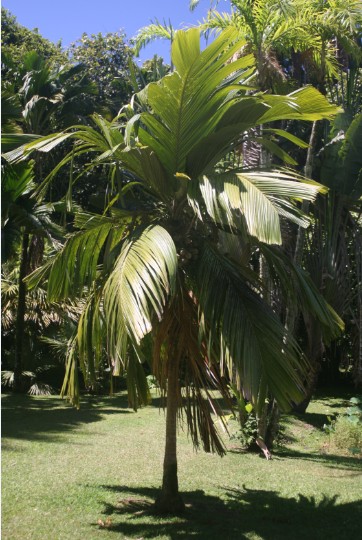 Carnet de voyage : Nuku Hiva : sur la piste des derniers enu de Taipivai