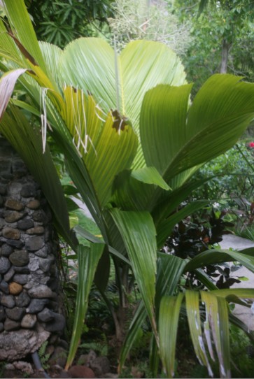 Carnet de voyage : Nuku Hiva : sur la piste des derniers enu de Taipivai