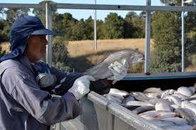 Le saumon chilien veut s'alléger en antiobiotiques