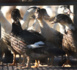 Un cas de grippe aviaire transmis à l'homme en Espagne