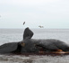 Argentine: morts en série de baleines australes, une micro-algue suspectée