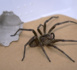 Au Brésil, une araignée venimeuse au secours des problèmes d'érection