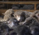 En Nouvelle-Zélande, ambiance zen pour des moutons ultra-choyés
