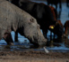 Botswana: des hippopotames piégés par la sécheresse