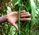 A Mayotte, l’agriculture biologique se structure petit à petit
