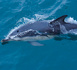 Dauphins: un rapport scientifique explore des alternatives à la fermeture de la pêche