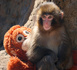 Au Japon, un bébé singe abandonné fait craquer les internautes