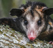 En Australie, un opossum se confond parmi des peluches dans un aéroport