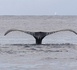 Au fond de l'océan Indien, un stupéfiant cimetière de baleines