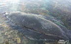 Le baleineau de Tautira est mort