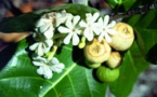 Carnet de voyage - Les “fleurs du sel” de Fakarava (1re partie)