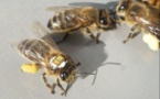 Déclin des pollinisateurs sauvages exposés aux pesticides néonicotinoïdes