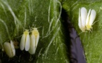 Un insecte résistant aux pesticides pourrait dévaster les cultures aux Etats-Unis