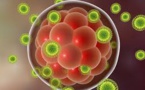 Un vermifuge pourrait être capable de stopper Zika (étude)