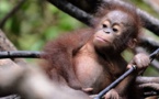 A l'école pour orangs-outans dans la jungle de Bornéo
