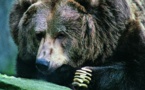 Le karaté sauve un Japonais des griffes d'un ours