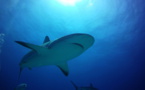Entre requins et méduses, deux plongeurs ont dérivé 48 heures dans le Pacifique
