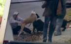 Conseil de dressage: comment séparer deux chiens qui se bagarrent (vidéo)