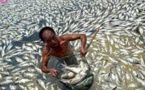 Le Vietnam de nouveau confronté à la mort de milliers de poissons