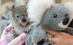 Australie: un koala orphelin se console avec une peluche