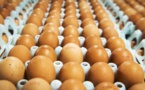 Salmonellose : où en est-on ?