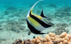 Les poissons coralliens sont stressés par la solitude (étude)