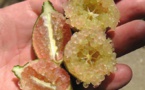A la Foire agricole, une grande nouveauté : le citron caviar