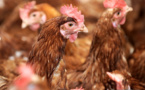 Présence confirmée de salmonelle dans un élevage de poules pondeuses