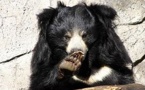 A lunettes, à collier, blanc ou lippu ...six espèces d'ours sont menacées