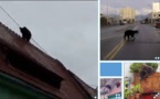 Roumanie: un ours se promène en centre-ville avant d'être abattu