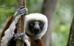 A Madagascar, le difficile sauvetage du lémurien passe par le privé