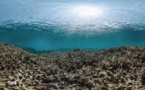 Les coraux continuent de mourir dans la Grande barrière australienne