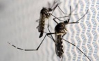 Brésil: des moustiques transgéniques pour vaincre le virus Zika en copulant