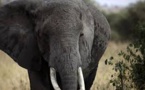 Le braconnage des éléphants prive le tourisme africain de 25 millions de dollars