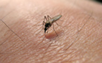 Le virus du Nil occidental pourrait être plus mortel qu'estimé