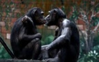 Carotte et bâton: des femelles singes incitent les mâles à aller au combat