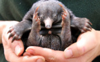 Australie: il est né l'échidné à nez court