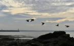 Une flambée de grippe aviaire liée aux oiseaux migrateurs (OIE)